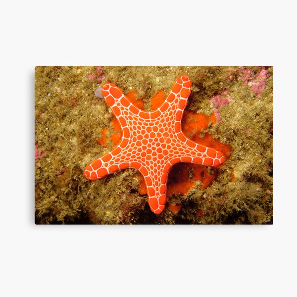 Red Brick Sea Star Canvas Print
