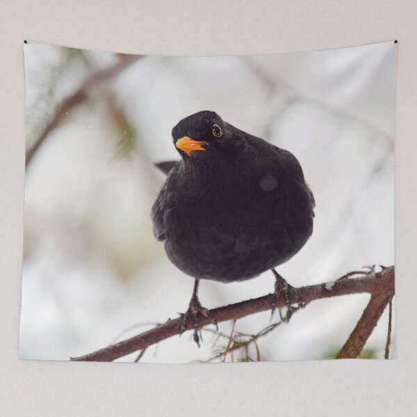 Item preview, Just one question. Eurasian blackbird designed and sold by Jouko Lehto Photography.