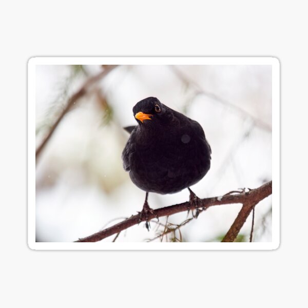 Item preview, Just one question. Eurasian blackbird designed and sold by Jouko Lehto Photography.