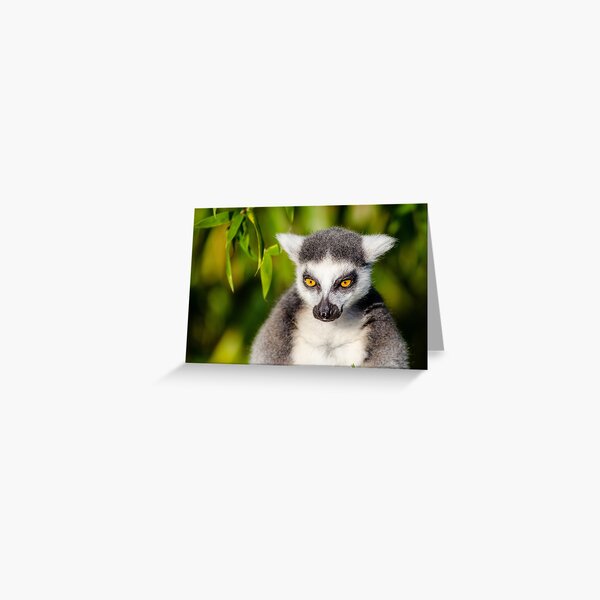 Spaced Out Staring Lemur Greeting Card