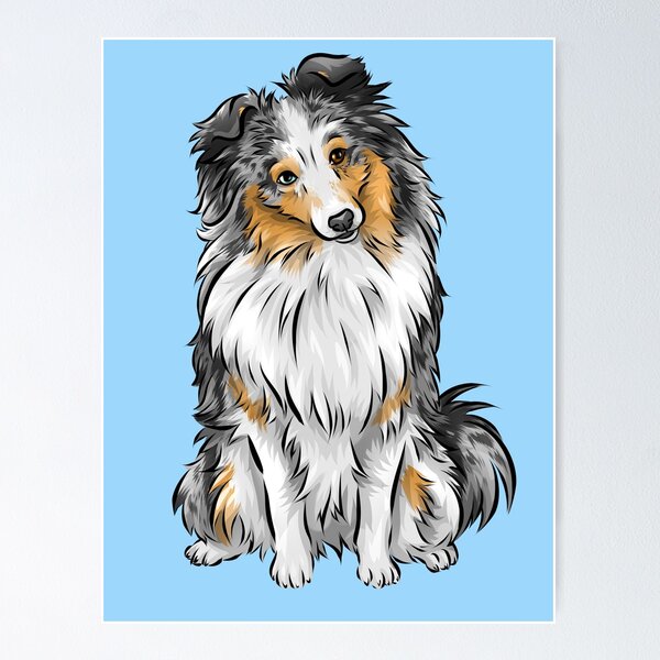 Shetland sheepdog best sale blue merle