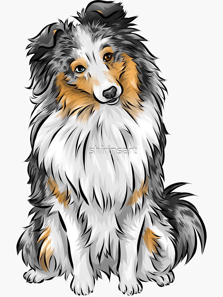 lindo cachorro sheltie