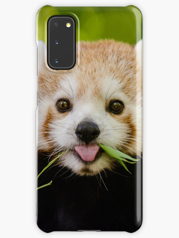 cuddly red panda