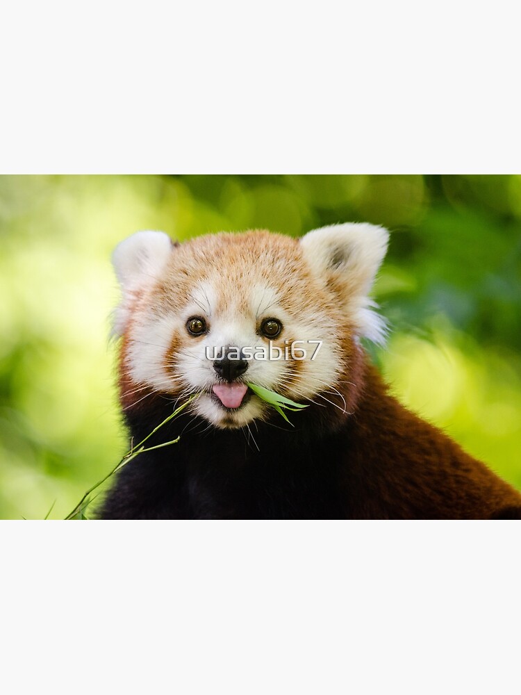 cuddly red panda