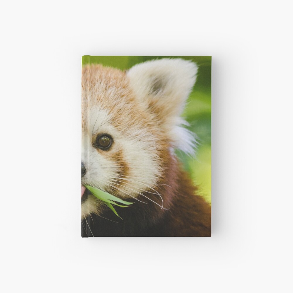 cuddly red panda