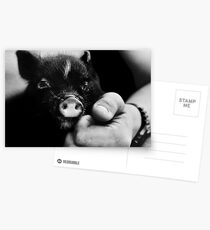 Cute little piglet Postcards