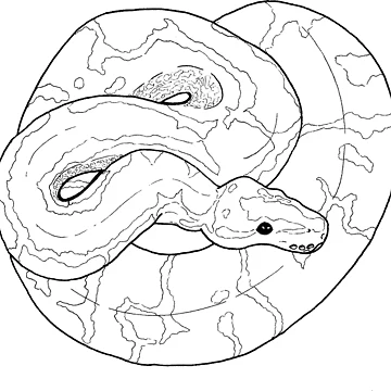 Artwork thumbnail, Ball Python Linework by inkandhue