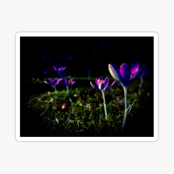 Purple Crocus in Dark Garden Sticker
