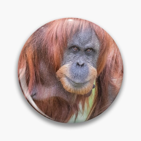 Item preview,  Sumatran Orangutan Sumatra designed and sold by Darren Wilkes.