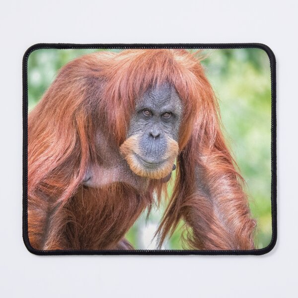 Item preview,  Sumatran Orangutan Sumatra designed and sold by Darren Wilkes.