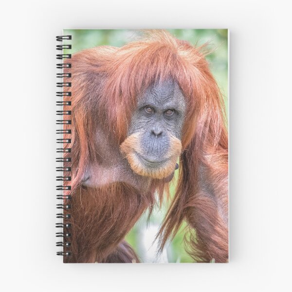 Item preview,  Sumatran Orangutan Sumatra designed and sold by Darren Wilkes.