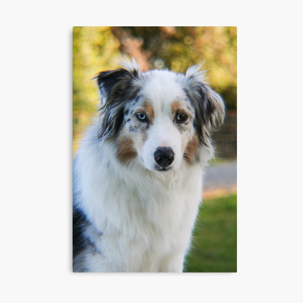 merle blue aussie