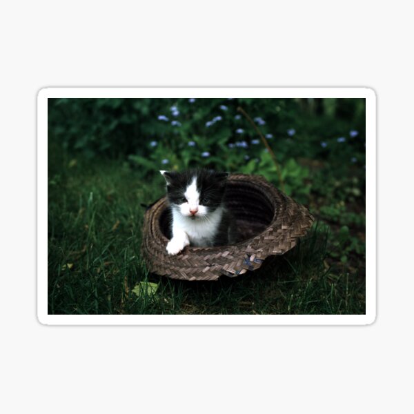 Kleiner Kater Robby im Hut Sticker