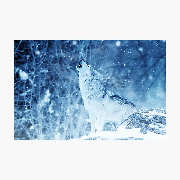 Howling Arctic Wolf Photographic Print