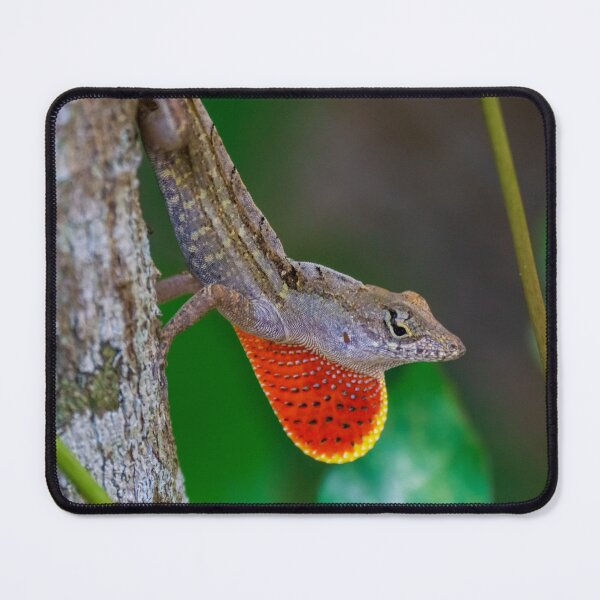 Item preview, Anole Lizard Showing Off designed and sold by TinyDinoDesigns.