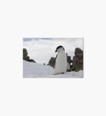 Cute Penguin Art Board