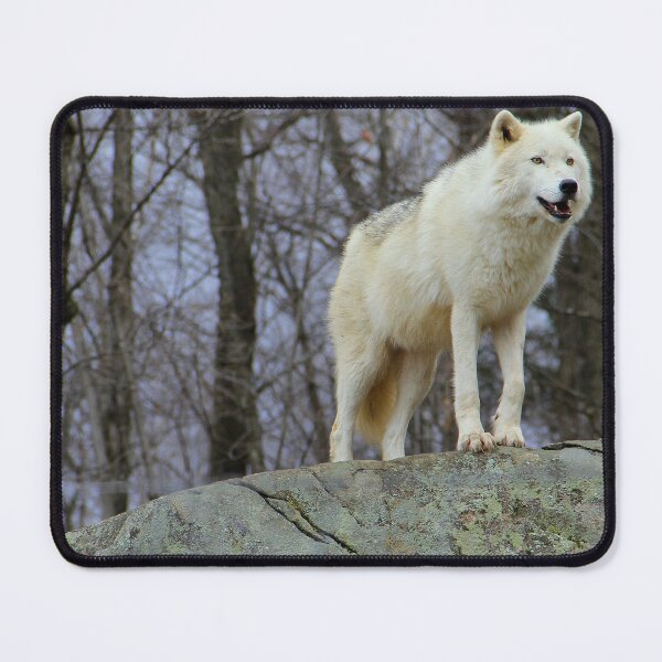 Item preview, Arctic Wolf on the Alert designed and sold by vette.