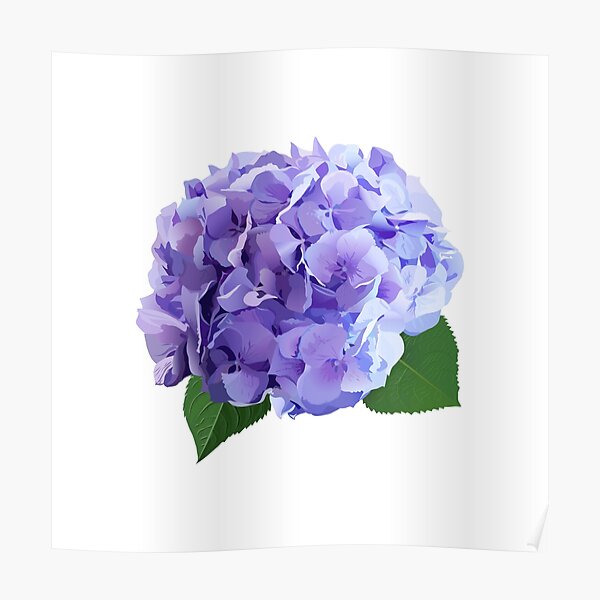 Póster «Conjunto de flores de Hortensia de estilo acuarela.» de  lavendertime | Redbubble