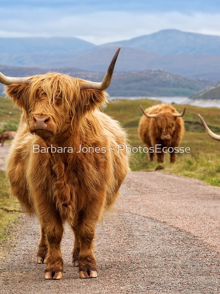 Highland Cow. Glen Garry. Kinloch Hourn. Scottish Highlands. by PhotosEcosse