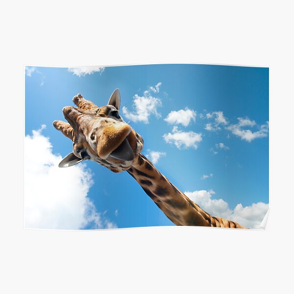 Hello Giraffe! Poster