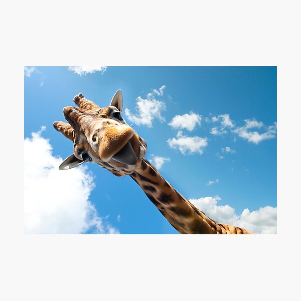 Hello Giraffe! Photographic Print