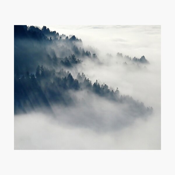 Fogy Forest Photographic Print
