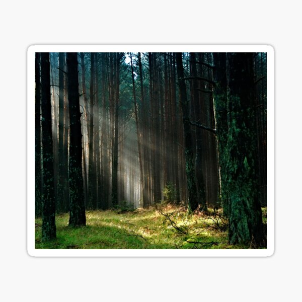 Item preview, Sunlight Forest designed and sold by PhotoStore.