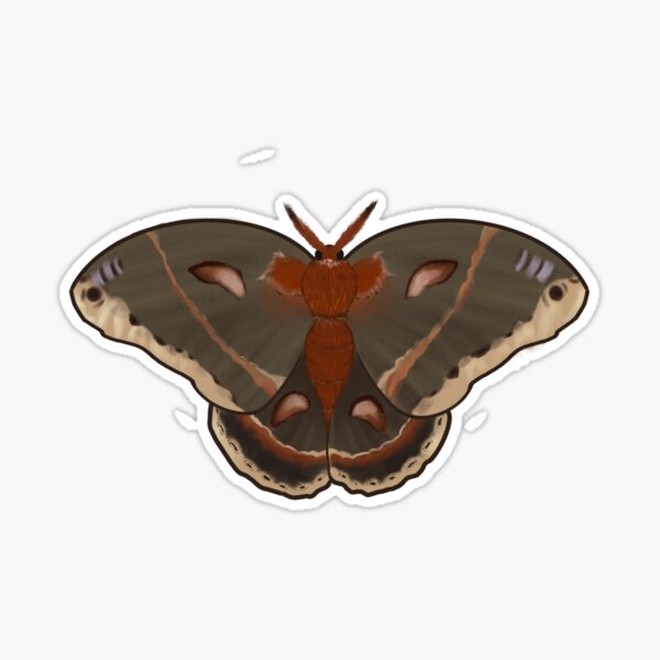 Cecropia Moth Sticker » Pip & Cricket