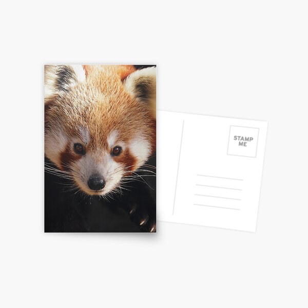 Red Panda Postcard
