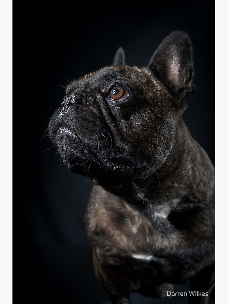 Pointy Ears French Bulldog Rose Ears French Bulldog 17x17 Dog