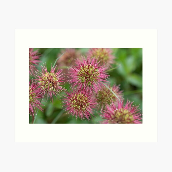 Item preview, Kosciusko Wildflower designed and sold by Alyssa Cronk.