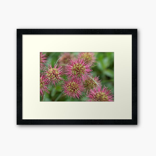Item preview, Kosciusko Wildflower designed and sold by Alyssa Cronk.
