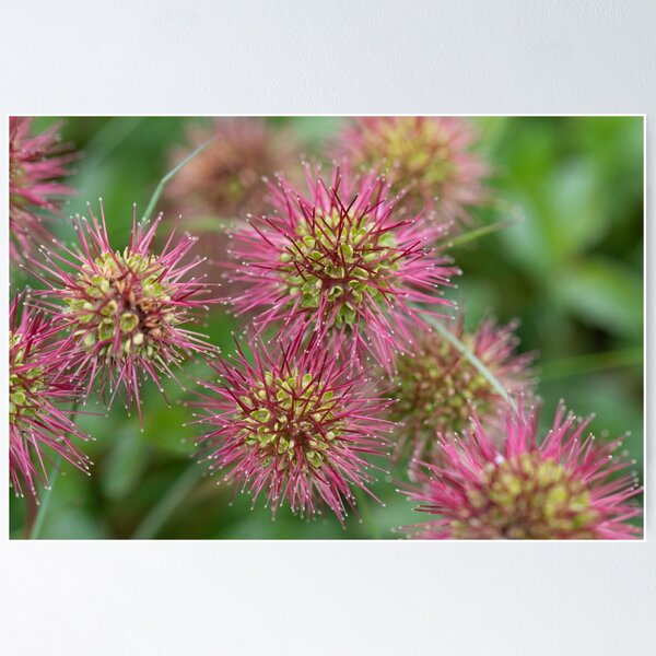 Item preview, Kosciusko Wildflower designed and sold by Alyssa Cronk.