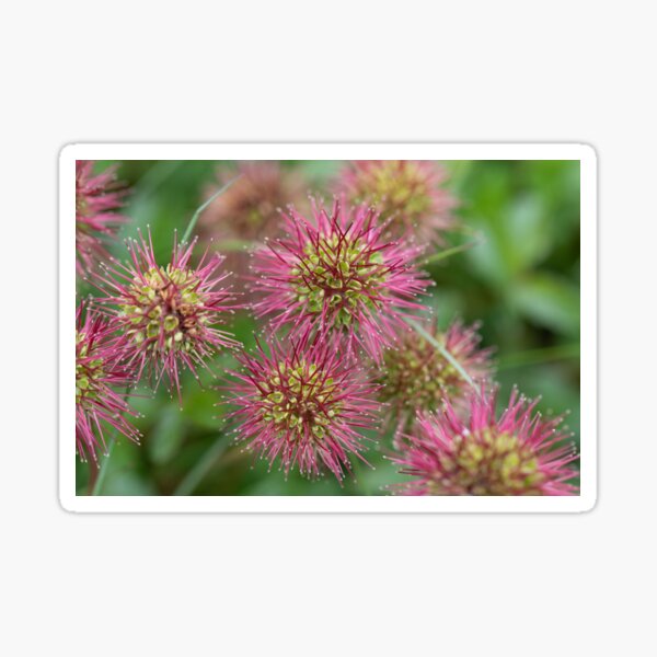 Item preview, Kosciusko Wildflower designed and sold by Alyssa Cronk.