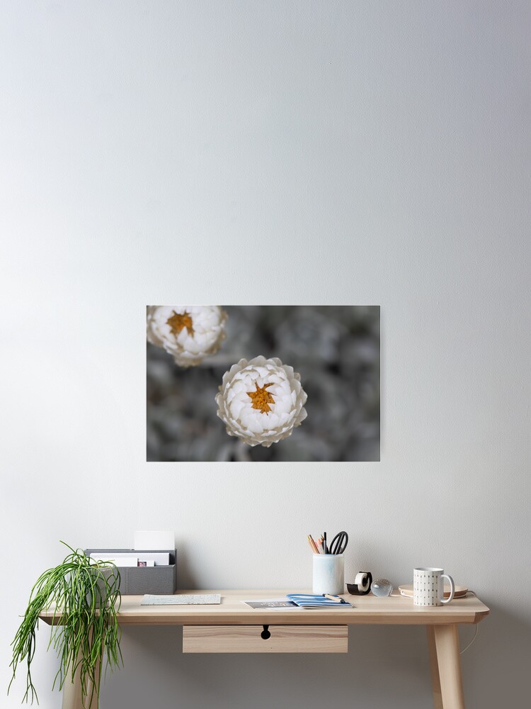 Thumbnail 2 of 3, Poster, Kosciusko Paper Flowers designed and sold by alymae77.