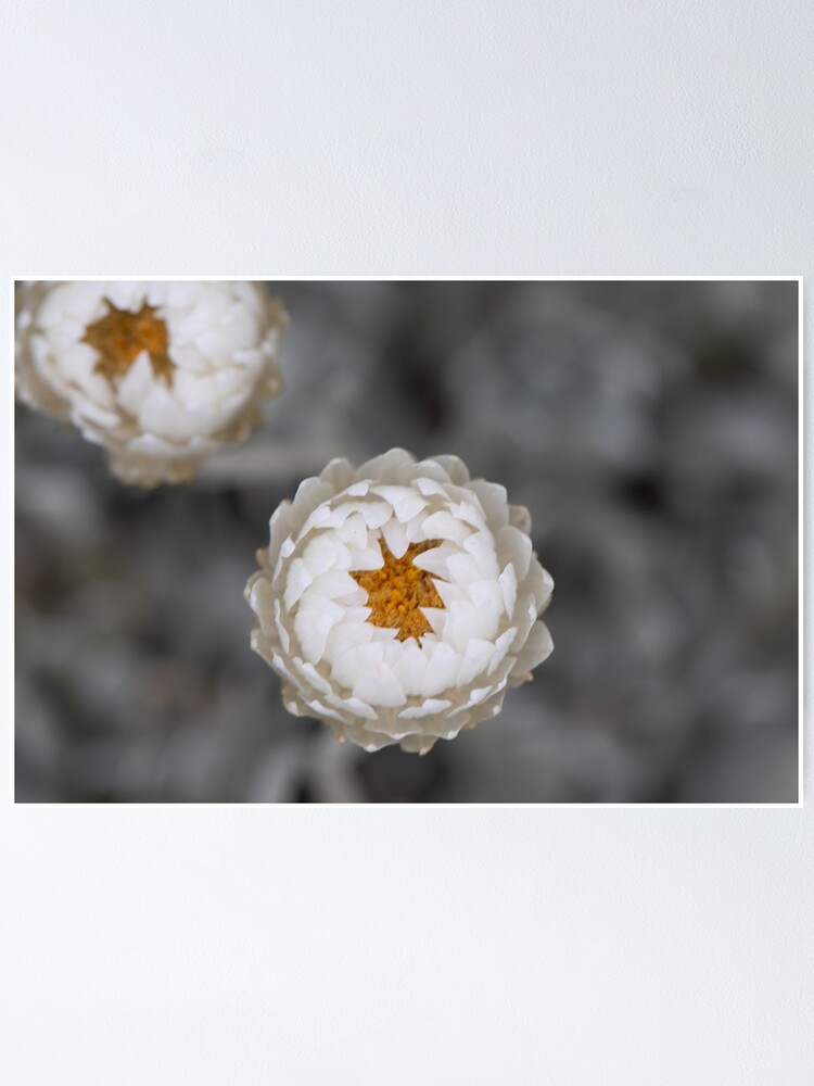 Thumbnail 1 of 3, Poster, Kosciusko Paper Flowers designed and sold by alymae77.