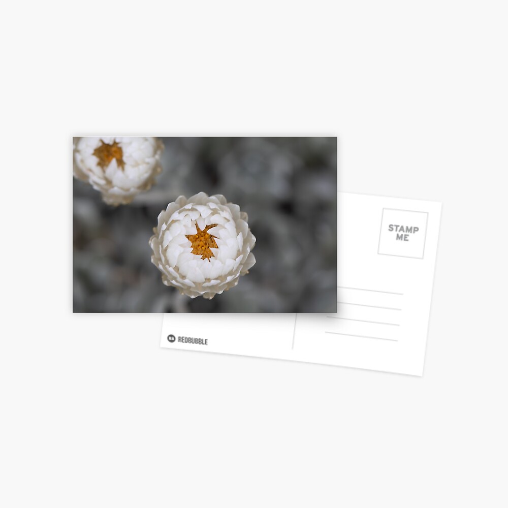 Item preview, Postcard designed and sold by alymae77.