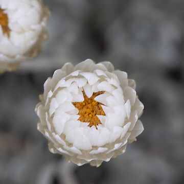 Artwork thumbnail, Kosciusko Paper Flowers by Alyssa Cronk