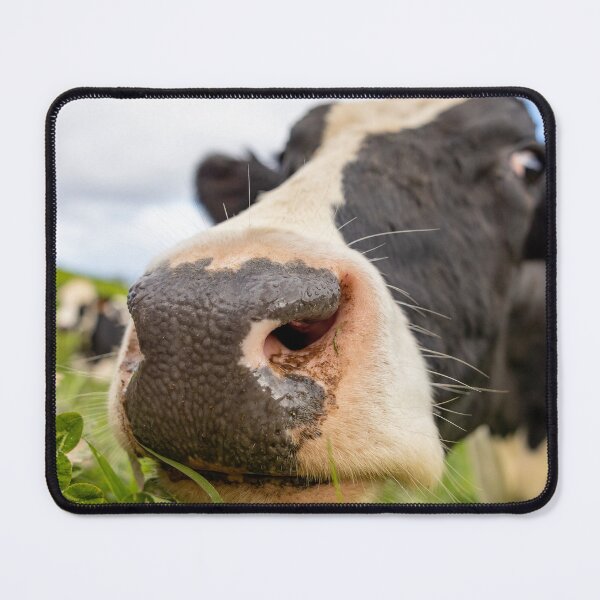 Item preview, Cute cow at Azores islands, funny animals, in nature. designed and sold by AylaHarbich.