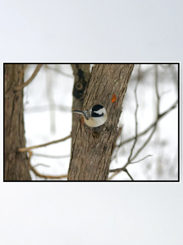 Thumbnail 1 of 3, Poster, Chickadees designed and sold by Shell59.