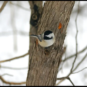 Artwork thumbnail, Chickadees by Shell59