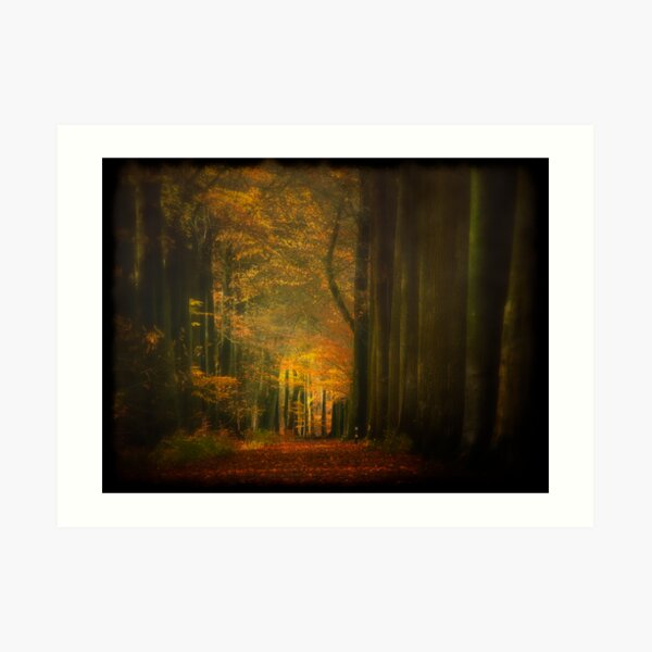 Misty light in woods Art Print