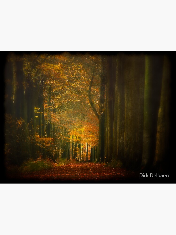 Misty light in woods by Delbaere