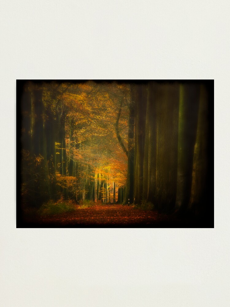 Alternate view of Misty light in woods Photographic Print