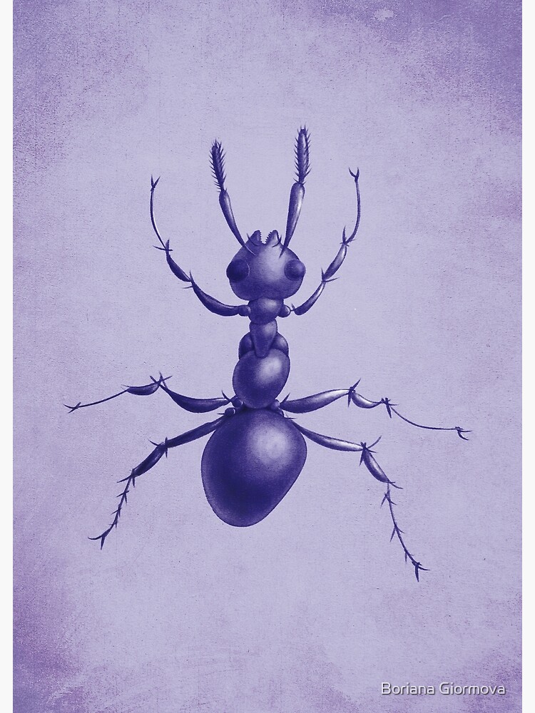 Purple Ant by azzza