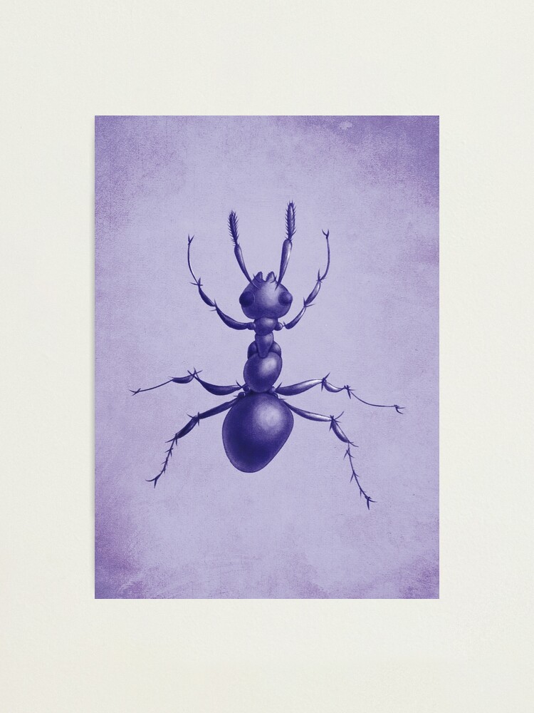 Alternate view of Purple Ant Photographic Print