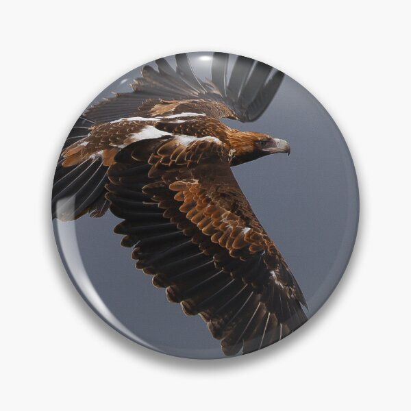 Aperçu de l'œuvre Aigle à queue en coin en vol créée et vendue par scar.