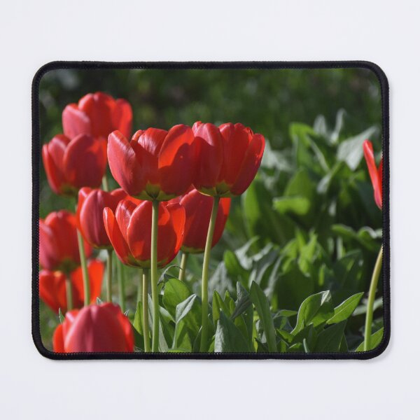 Item preview, The first tulips in spring designed and sold by Claude Laprise.