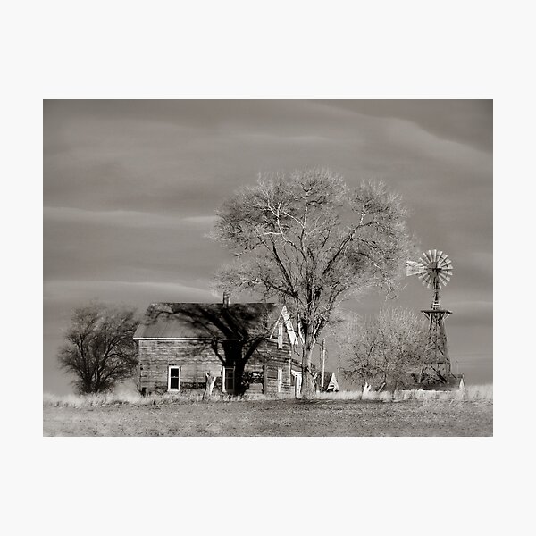 Shadows of the Family Tree Photographic Print