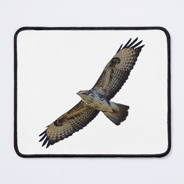 Item preview, Buzzard in flight designed and sold by Dalyndigital Photography.